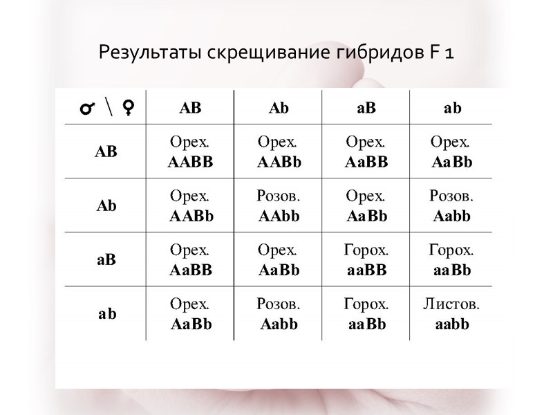 Результаты скрещивание гибридов F 1
